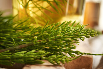 Closeup of horsetail plant on a table