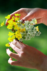 Yellow wildflowers in women's hands. Close-up. Wildflowers in women's hands.