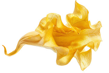 Fototapeta premium Golden Trumpet, single bloom, isolated on white background