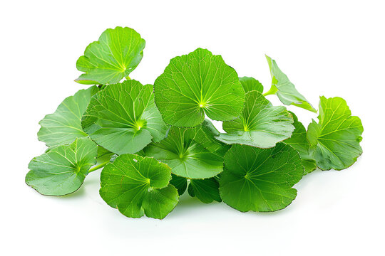 Gotu Kola, cluster, isolated on white background