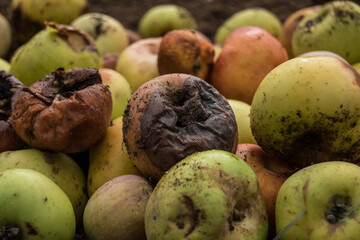 Rotten apples decomposing