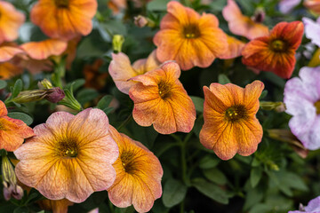 Landscaping. Petunia flowers close-up, orange color, ideal for decorating, flowering gardens, setting up flowerbeds. Petunia of orange and yellow color
