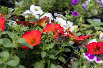 Petunia flower of different colors growing in pots for gardening. Grow and Care For Petunias