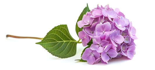 Hydrangea, single bloom, isolated on white background