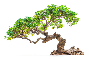 Indian Cork Tree, closeup, isolated on white background