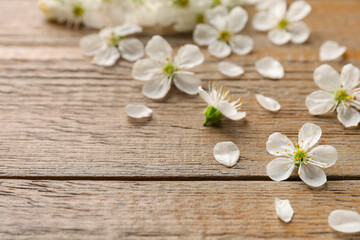 Spring blossoms and petals on wooden table, closeup. Space for text