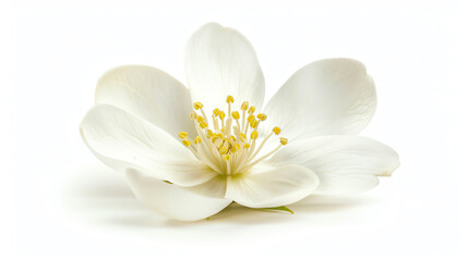 Jasmine, single bloom, isolated on white background