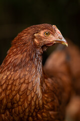 Portrait of a young brown hen.