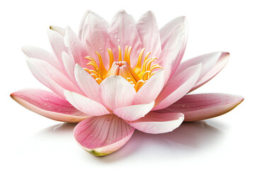 Lotus, closeup, isolated on white background