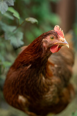Portrait of a young brown hen.