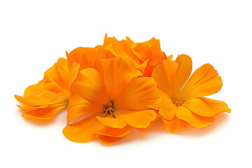 Marigold, petals, isolated on white background
