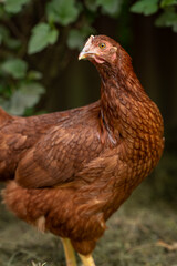 Portrait of a young brown hen.