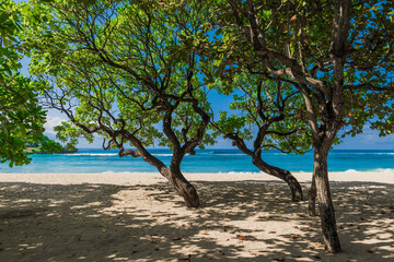 Chilling beach with trees, sand and blue ocean. Tropical holiday banner