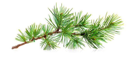 Pine, needles, isolated on white background