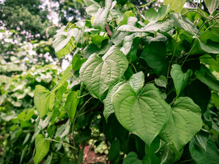thick and healthy green betel leaves in the middle of the forest
