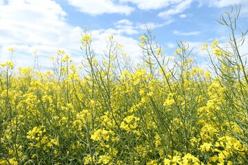 Beautiful rapeseed flowers blooming in field under blue sky