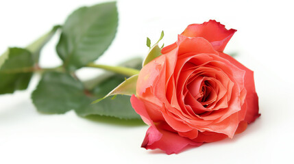 Rose, single bloom, isolated on white background