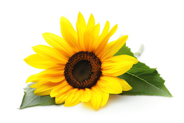 Fototapeta premium Sunflower, closeup, isolated on white background