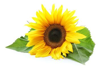Sunflower, field, isolated on white background