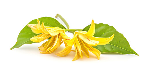 Ylangylang, single bloom, isolated on white background
