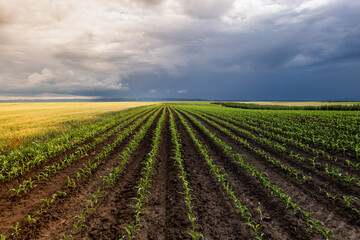 Open corn field at sunset.