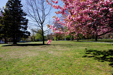 cherry blossoms in spring at Victoria Park in North Vancouver