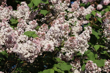 bushes of blooming lilac in city, beautiful purple flowering trees in park or in meadow. white, lilac and burgundy branches of trees with flowers, scent of flowers. decorations of botanical garden