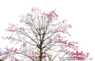 silk floss tree flower isolated on white background