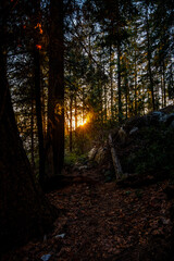 glowing sun through the trees in the forest close to sunset, twilight, or dusk