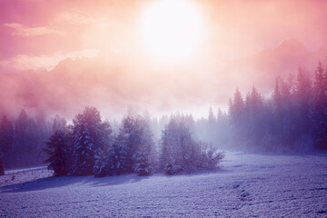 Snow-covered spruce trees on the mountainside during sunrise in winter. Winter rural landscape