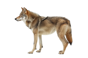 Male Wolf Standing on Isolated White Background