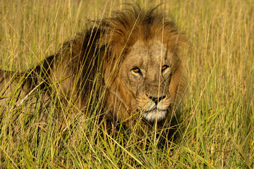 lion in the grass