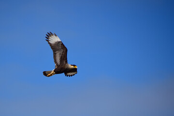 crested caracara (Caracara plancus) in flight, Buenos Aires