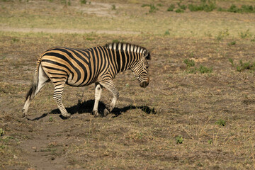 zebra in the savannah