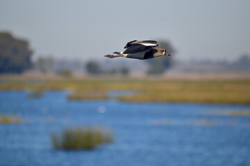 southern lapwing (Vanellus chilensis) flying over lake