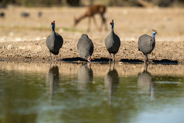 guinea fowl drinking