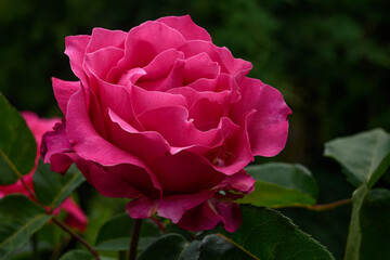 A bush of pink roses in a spring or summer ornamental garden. Decorative garden. Red flower in the springtime park.