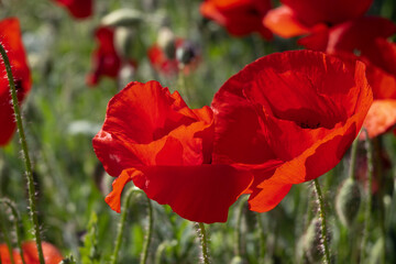 Field of wild red poppies. Wildflowers in spring. Poppies meadow.