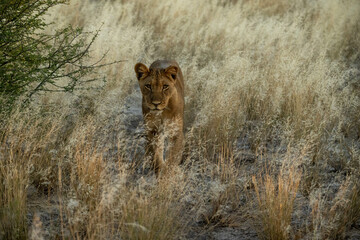 lioness in the savannah