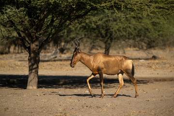 hartebeest in Africa