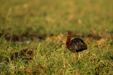 Ibis on land