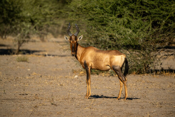 hartebeest