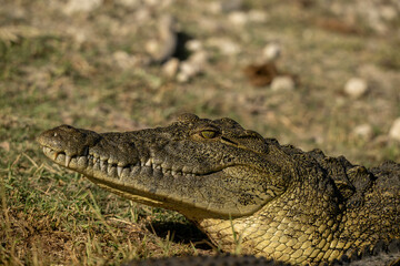 crocodile in Africa