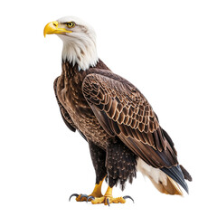 Obraz premium Majestic American Bald Eagle Isolated on White Background