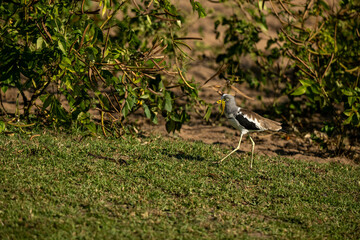Lapwing on the ground
