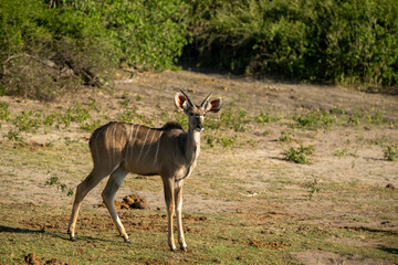 kudu in wild
