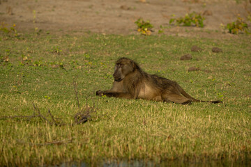 baboon in the grass