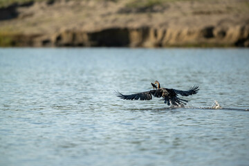African darter flying with fish