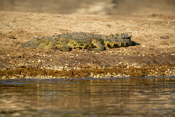 crocodile near the water