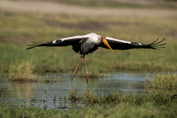 white stork in flight